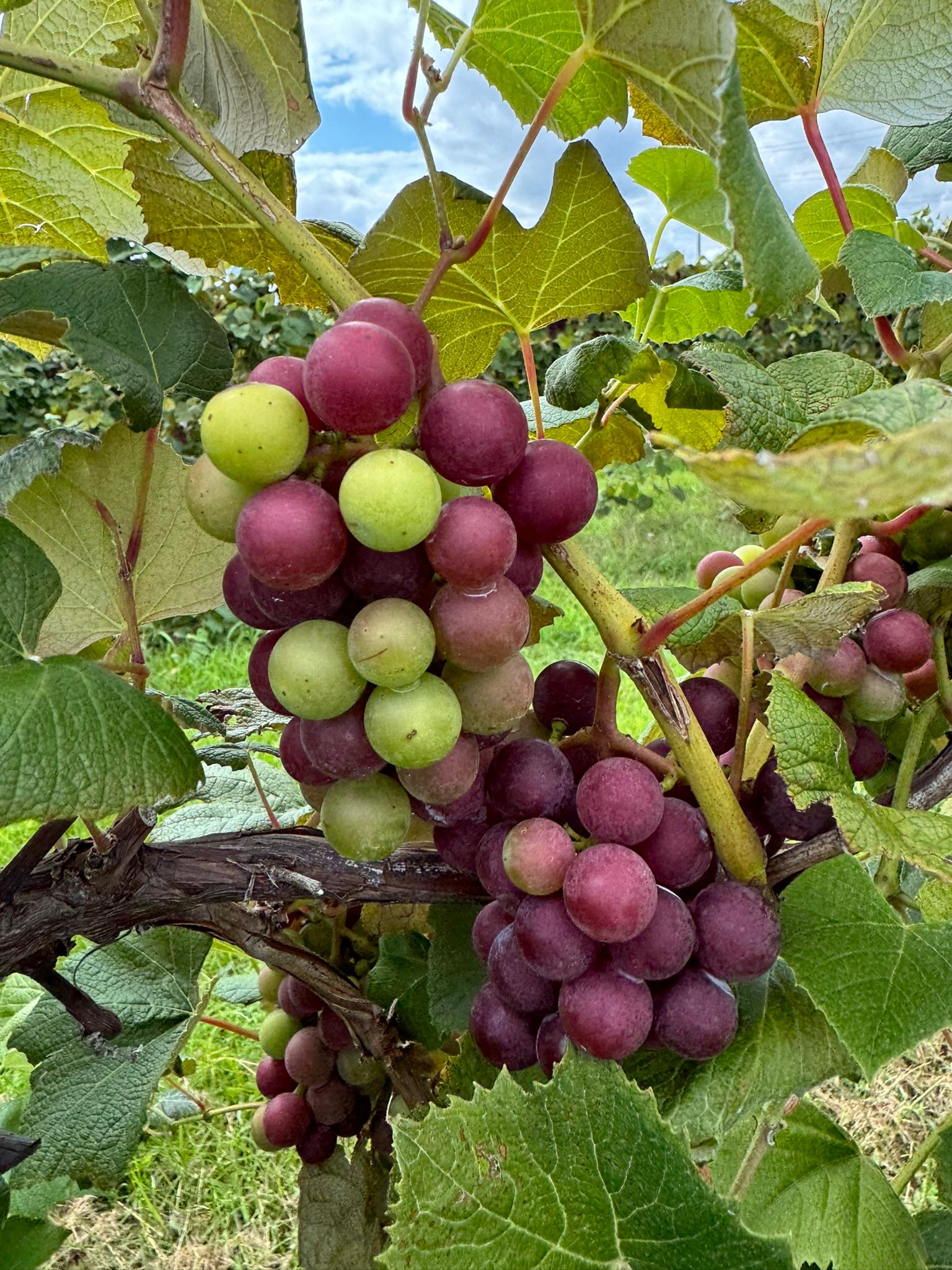 Grapes hanging from a vine.